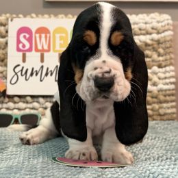Coppertone (yellow collar) - Black brown and white female Basset Hound puppy in Edmonton, Kentucky from RiverBottom Bassets