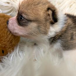 Boy3 - Fawn male Pembroke Welsh Corgi puppy in Mountain View, Hawaii from Celtic Corgis