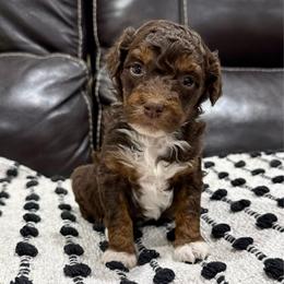 Dolly - Red tri-color female Aussiedoodle puppy in Heber City, Utah from Junipersdoodles