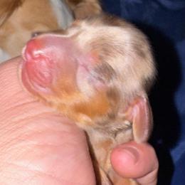 Dicky - Dapple male Dachshund puppy in Copperas Cove, Texas from Creme de la Creme Dachshunds