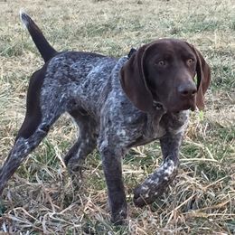 Vader - German Shorthaired Pointer