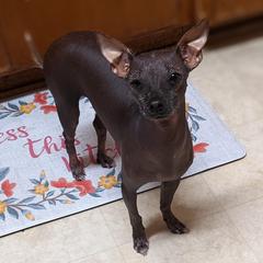 Chikis - Xoloitzcuintli