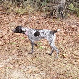 German Shorthaired Pointer All Grown Up from Congaree Kennels