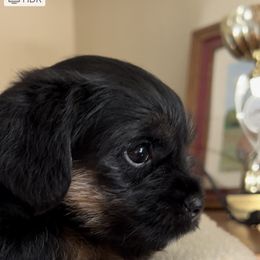 Border Terrier and Jack Russell Terrier Puppies from Cedar Run Border terriers