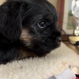 Border Terrier and Jack Russell Terrier Puppies from Cedar Run Border terriers