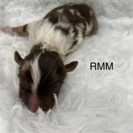Boy 2 - Red merle male Miniature Australian Shepherd puppy in Roseville, California from Golden State Mini Aussies