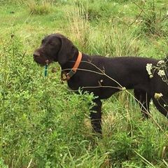 Bracco Italiano and German Wirehaired Pointer All Grown Up from Claddagh Kennel