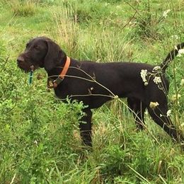 Bracco Italiano and German Wirehaired Pointer All Grown Up from Claddagh Kennel