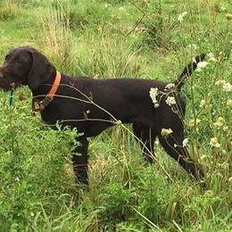 Bracco Italiano and German Wirehaired Pointer All Grown Up from Claddagh Kennel