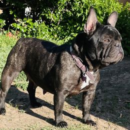Ruby - French Bulldog