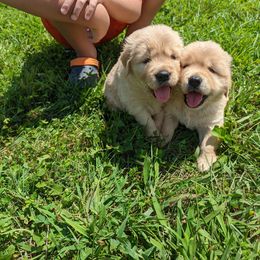 Australian Shepherd and Golden Retriever Puppies from Happy Valley Farms