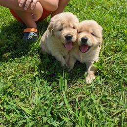 Australian Shepherd and Golden Retriever Puppies from Happy Valley Farms
