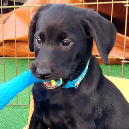Boy 1- Tyrus - Lt. Blue Collar - Black Labrador Retriever puppy in North Highlands, California from High Sierra Labrador Retrievers