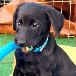 Boy 1- Tyrus - Lt. Blue Collar - Black Labrador Retriever puppy in North Highlands, California from High Sierra Labrador Retrievers
