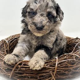 Pickle - Merle female Labradoodle puppy in Davison, Michigan from Dreaming Doodles