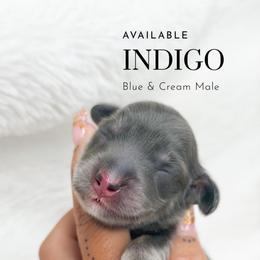 Indigo - Blue and cream male Dachshund puppy in Redding, California from Jean & Mae Doxies