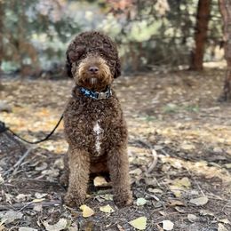 Sophie - Goldendoodle
