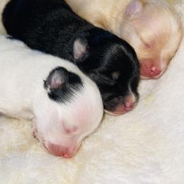American Corgis, Pembroke Welsh Corgis, and Pomeranians from Syani Puppies