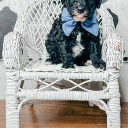 Bingo - Black and white male Bernedoodle puppy in Otisville, Michigan from Danie’s Darling Doodles LLC