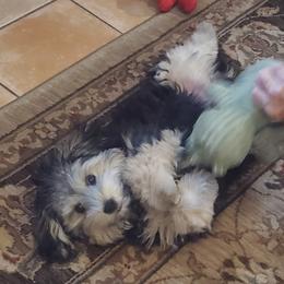 Yorkipoo Puppies from TheSocialk9