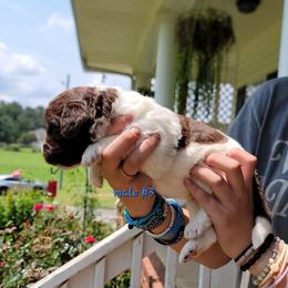 Boy 3 - male Newfypoo puppy in Shelby, Alabama from New Life Family Farm
