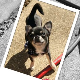 Ponch - Chihuahua