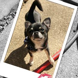 Ponch - Chihuahua
