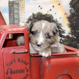 Blue Merle Male1 - Blue merle male Miniature Australian Shepherd puppy in Ronan, Montana from Dirt Road Aussie’s of Montana