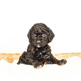 Caroline - Phantom female Goldendoodle puppy in Cleveland, Georgia from The O.G. Doodles