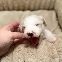 Celine - White female Schnoodle puppy in Warrensburg, Missouri from Dreamer Ridge Puppies