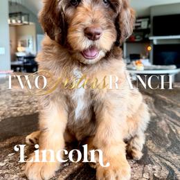 Lincoln - male Newfypoo puppy in Jackson, Missouri from Two Sisters Ranch, LLC