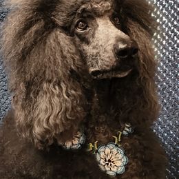 Poodle All Grown Up from Mn Poodles with Standards