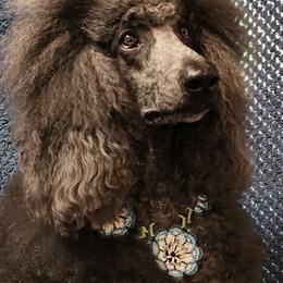 Poodle All Grown Up from Mn Poodles with Standards