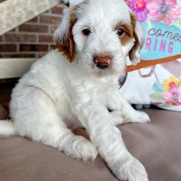 Goldendoodle Puppies from Halo Doodles