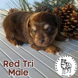 Israel - Red tri male Miniature Australian Shepherd puppy in Jaroso, Colorado from Heaven Sent Aussies