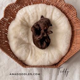 Teddy - Chocolate male Goldendoodle puppy in Cold Spring, Minnesota from A.N.A. Doodles