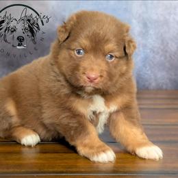 Dolce - Red tri-color female Australian Shepherd puppy in Fultonville, New York from Sandy Aussies & Pomeranians