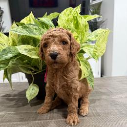 Hot pink - Red  female Goldendoodle puppy in Bakersfield, California from Lavish Doodles