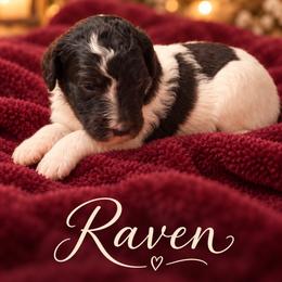 Raven - Parti female Poodle puppy in Washington, Pennsylvania from Patriotic Poodles