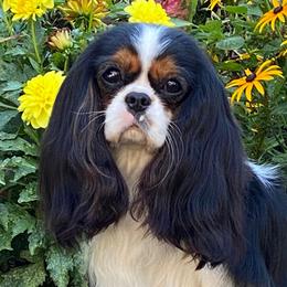 Cavalier King Charles Spaniels and Tibetan Spaniels from Chadwick Cavaliers