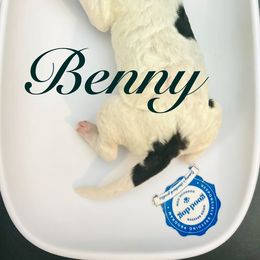 Benny - Parti male Poodle puppy in Mobile, Alabama from Semmy’s Standard Poodle LLC