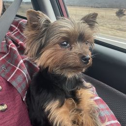 Tink - Yorkshire Terrier