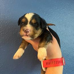 Pauline-Light Purple - Tri-color female Bernedoodle puppy in Casper, Wyoming from 307 Doodles