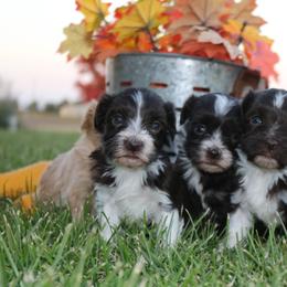 Havanese Puppies from Windy Hill Havanese