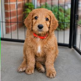Hawkins Heritage Theo - Apricot male Goldendoodle puppy in Moore, Oklahoma from Hawkins Heritage Goldendoodles