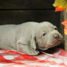 Weimaraner Puppies from North Georgia Weims