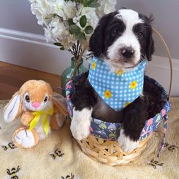 Bernedoodle Puppies from East Coast Bernedoodles