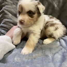 Miniature Australian Shepherd Puppies from Duncan’s Miniature Australian Shepherds