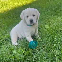 Addie's Teal Collar - Yellow female Labrador Retriever puppy in Mansfield, Missouri from Leadhill Labs