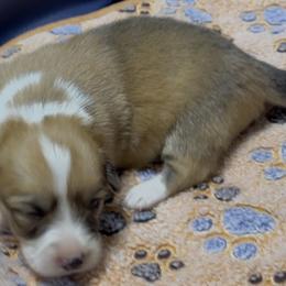 AKC Purple - Red female Pembroke Welsh Corgi puppy in Summerfield, Florida from Promise Land Farm